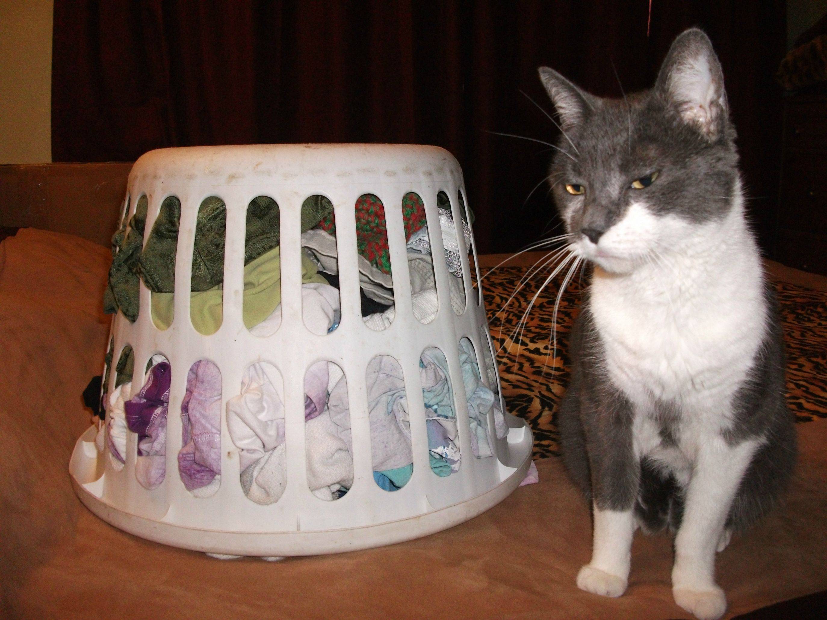 How my wife keeps the cat off the clean clothes.